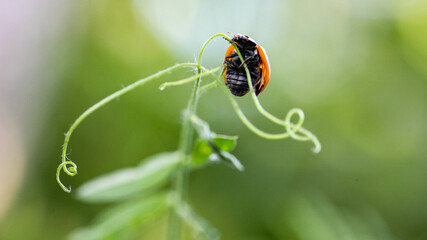 Fototapeta premium Ladybug sitting on a flower leaf warm spring day on a leaf insect beetle. Macro of seven spot ladybug Coccinella septempunctata .