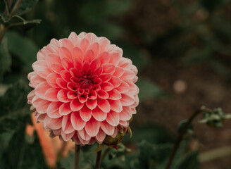 red dahlia flower in garden