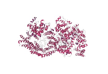 Cryo-EM structure of the full-length disease type human huntingtin, 3D cartoon model, secondary structure color scheme, based on PDB 6yej, white background