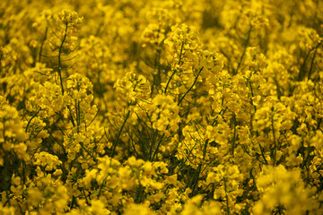 Close up a rape field in bloom with bright yellow blossoms, near Eschenbruch, Teutoburg Forest, North Rhine-Westphalia, Germany.
