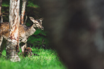 Deer hiding in the green forest