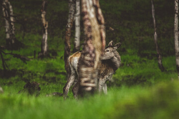 Deer hiding in the green forest