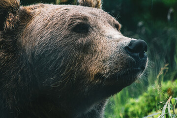 A brown norwegian bear in the rain, profile. 