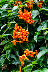 Pyrostegia venusta pertenece a la familia Bignoniaceae