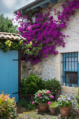 Fototapeta na wymiar Flowery wall of a country house with a splendid purple bougainvillea climbing plant.