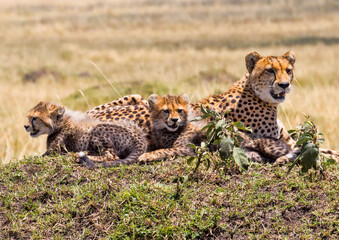 Cheetah Family