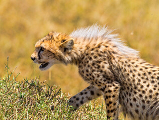 Cheetah Cub