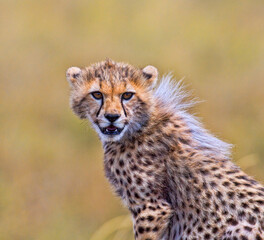 Cheetah Cub