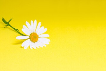 Daisy or camomile on bright yellow background, top view, flat lay, banner with copy space for text. Mental health, happiness concept.