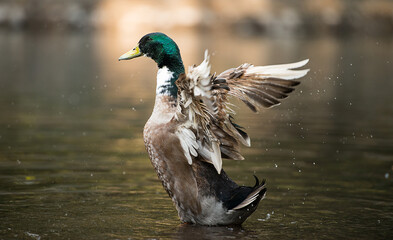 Pato comenzando a volar en un lago