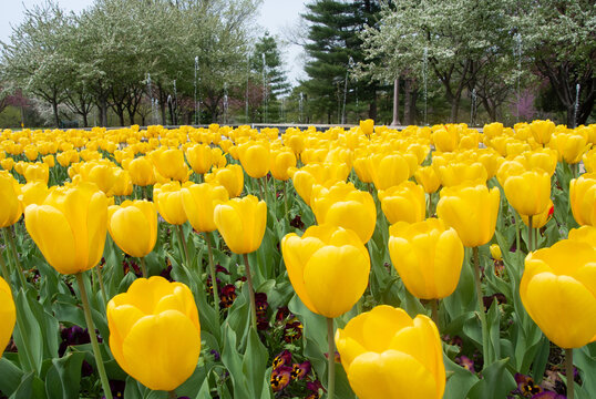 Tulip Bonanza