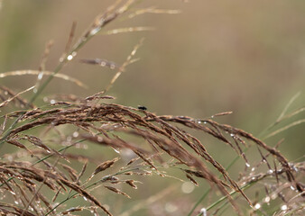 mucha na trawie polne kwiaty © Colorful Soul