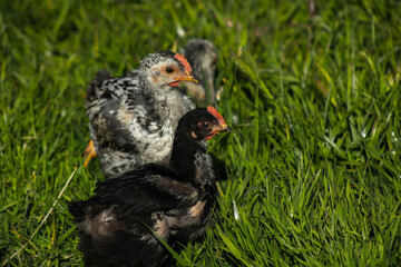 Pollo, pollos, pollitos.