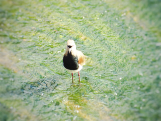 The robin's bird, is a bird of the order Charadriiformes, belonging to the family of Charadriidae, on the green water of a lake. 