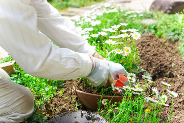 ガーデニングをする高齢男性