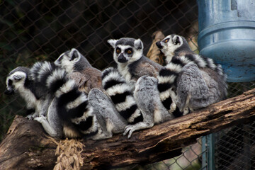 ring lemur