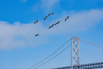 Pelicans fly in the sky of San Francisco Pier.