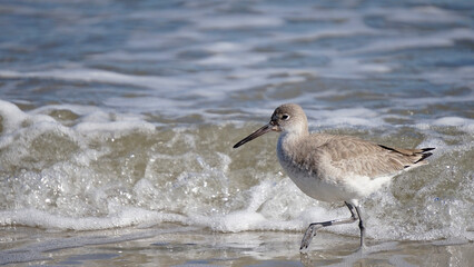 seagull on the beach