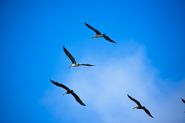 Pelicans fly in the sky of San Francisco Pier.