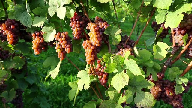 Ripe Organic Pinot Gris Grapes Vineyard