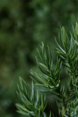 Natural green background with green juniperus formosana.