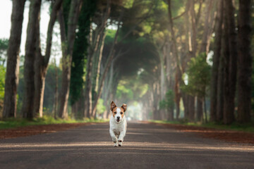 Obraz premium dog on a beautiful path among trees. Jack Russell Terrier in nature running