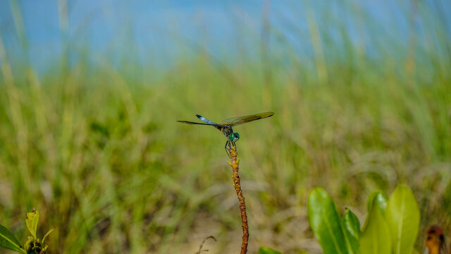 Blue Tailed Damselfly