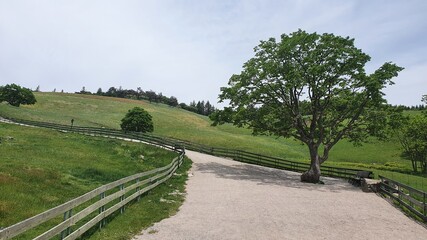 대관령 양떼목장