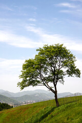 Fototapeta premium 대관령 양떼목장