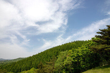 Obraz premium 대관령 양떼목장