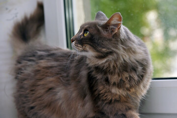 beautiful smoky fluffy domestic cat