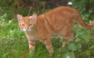 ginger beautiful domestic cat in the summer