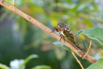 細い木の枝にとまった大きなセミ