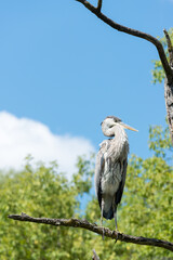 great blue heron (ardea herodias) 