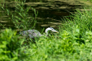 great blue heron (ardea herodias) about to strike at prey