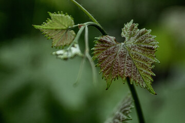 Young vine leaves in early spring