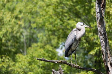 great blue heron (ardea herodias) on a branch - green background