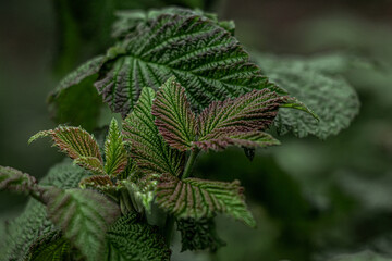 Young raspberry leaves in early spring
