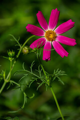 Obraz premium Pink flower in the shape of an eight-pointed star