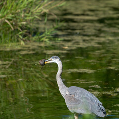 great blue heron (ardea herodias) with field mouse in its beak