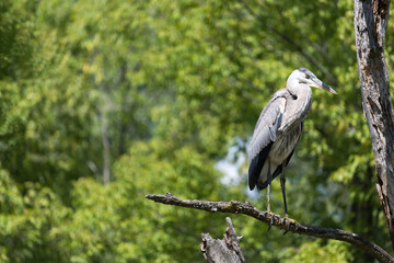 great blue heron (ardea herodias) against a leafy green background