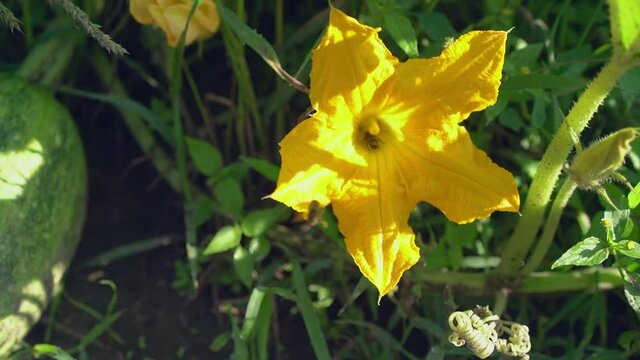 Two bees pollinate a pumpkin flower in the home garden. Selected focus.