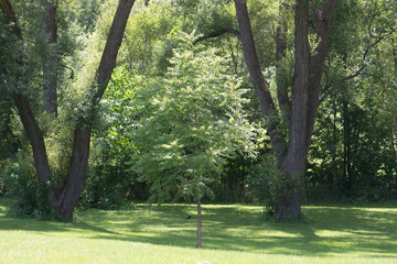 trees in the park