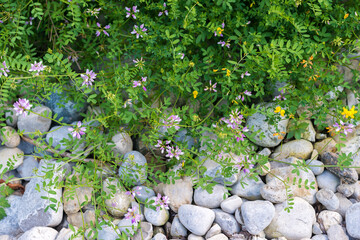 common vetch growing near stones