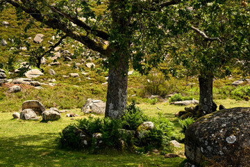 Trees on shady resting place on Prado de Gamil, Trilho das Silhas dos Ursos hike, Peneda-Ger&ecirc;s National Park, Braga district, Portugal
