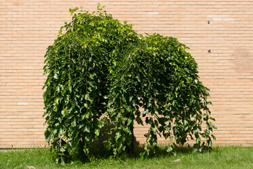 weeping mulberry tree growing near a brick wall