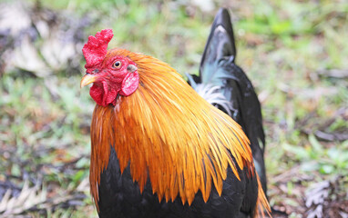 Orange black rooster
