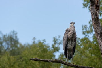 great blue heron (ardea herodias) under cloudy skies