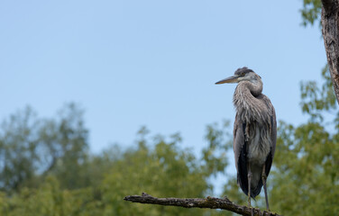 great blue heron (ardea herodias) under cloudy skies