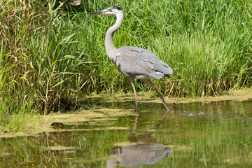 great blue heron (ardea herodias) walking in shallow waters of a pond
